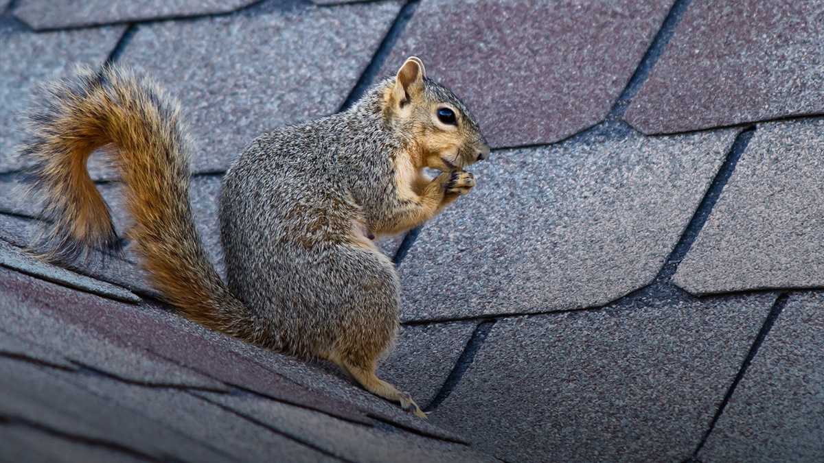Greysquirrelcontrolforpestprofessionals Greysquirrelcontrolforpestprofessionals